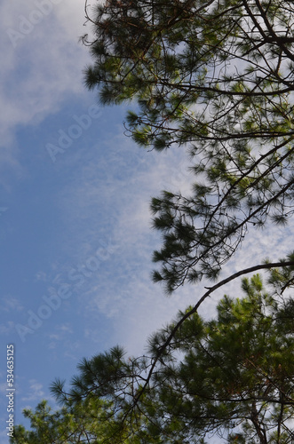 branches and green leaves of pine with cloud sky