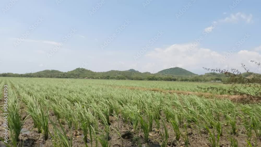 Rice fields overgrown with young rice plants appear to lack water in the dry season Rice fields overgrown with young rice plants appear to lack water in the dry season