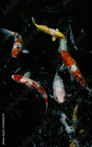 koi fish swimming in a pond