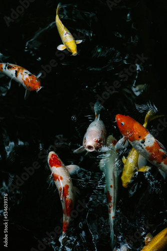 koi fish swimming in a pond
