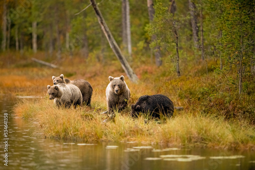 Wildlife in Finland. Bears, Wolverine and birds. photo