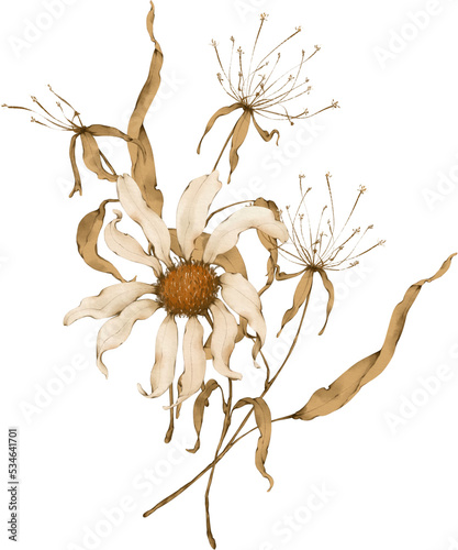 Bouquet of dry daisy flowers