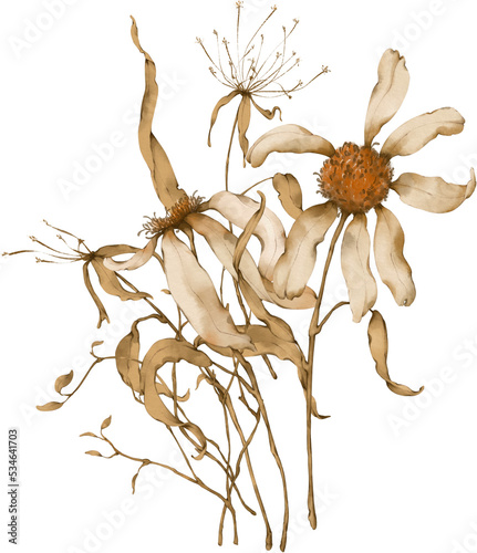 Bouquet of dry daisy flowers
