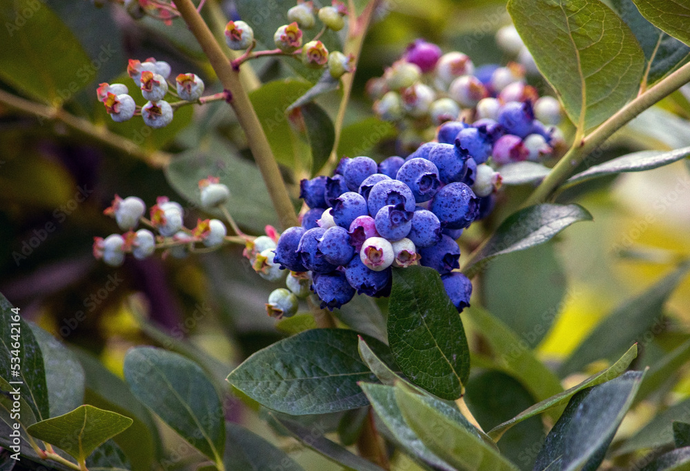 Best for you fruit, sweet blueberries high in antioxidants Best for you fruit, sweet blueberries high in antioxidants