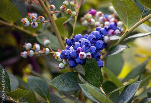 Best for you fruit, sweet blueberries high in antioxidants 