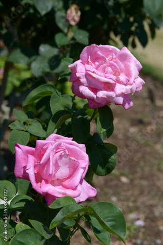 パフューム・デライト　バラの花