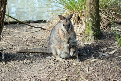 The tammar wallaby has a joey in her pouch with its head sticking out