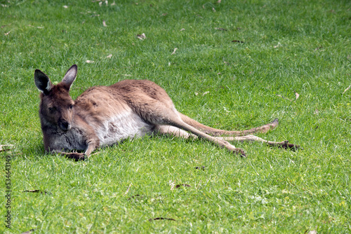 the westen grey kangaroo is mainly brown with a white chest and long tail