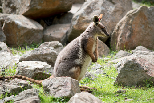 the yellow footed rock wallaby has a grey body with a white chest and tan on its arms and legs with a white cheek stripe