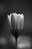白黒で撮った、花びらのクローズアップの幻想的なグラフィック素材