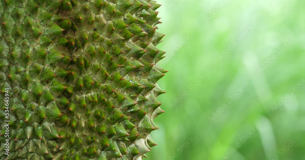 Close-up of durian on the tree and fresh green background for graphics, Durian and harvest, Durian in the tropics Close-up of durian on the tree and fresh green background for graphics, Durian and harvest, Durian in the tropics