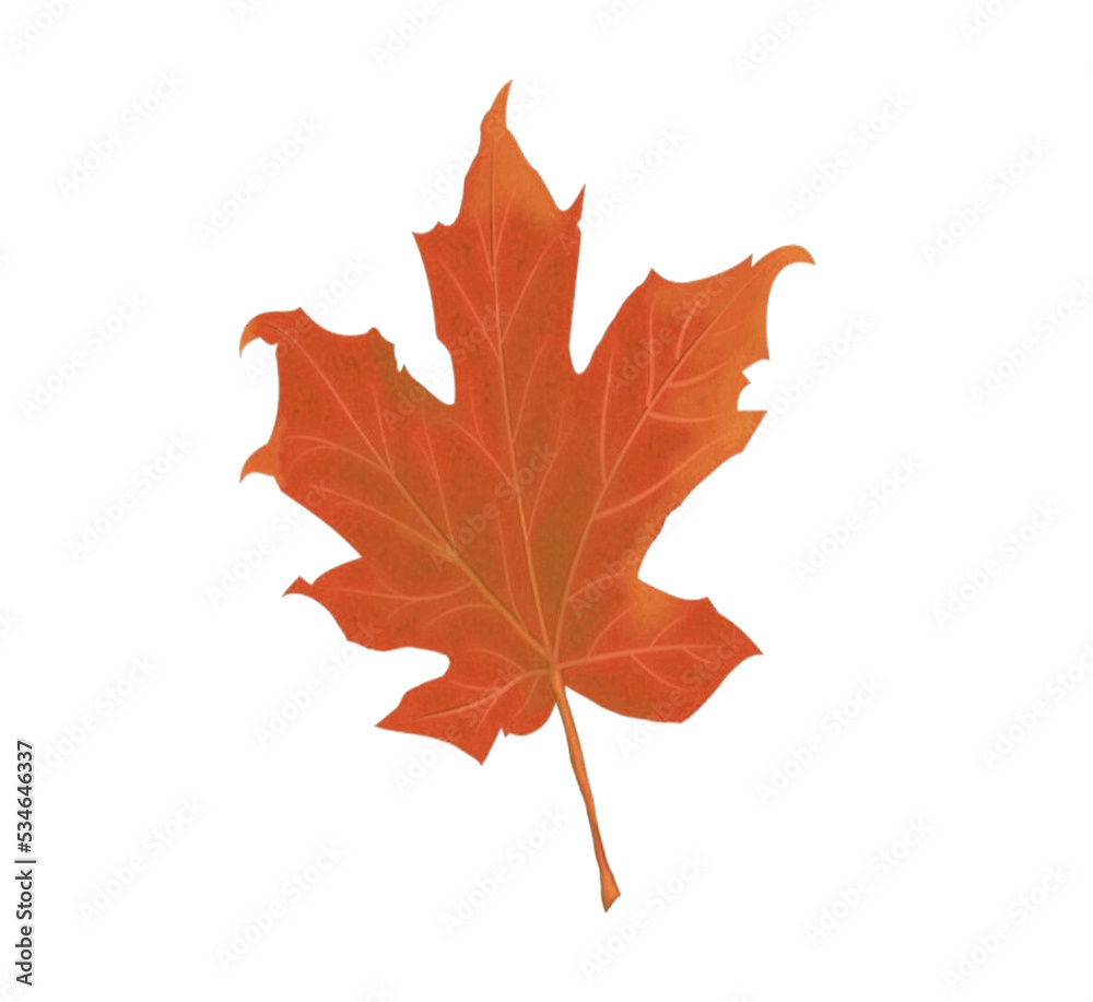 Obraz premium autumn leaf
