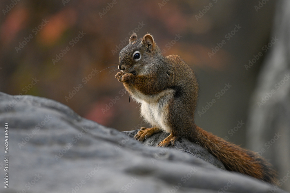 Red Squirrel (Tamiasciurus hudsonicus) sitting on a large boulder to eat. Red Squirrel (Tamiasciurus hudsonicus) sitting on a large boulder to eat.