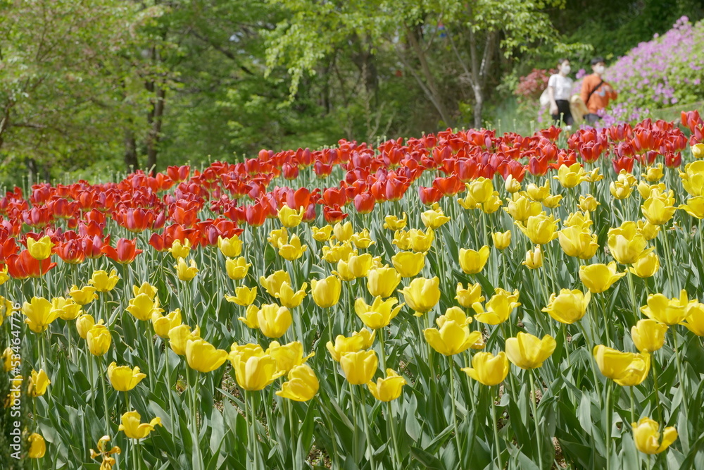 Tulip in park (튤립 공원)