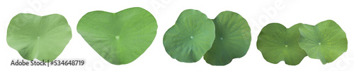 Fotografie Isolated waterlily leaves with clipping paths on white background