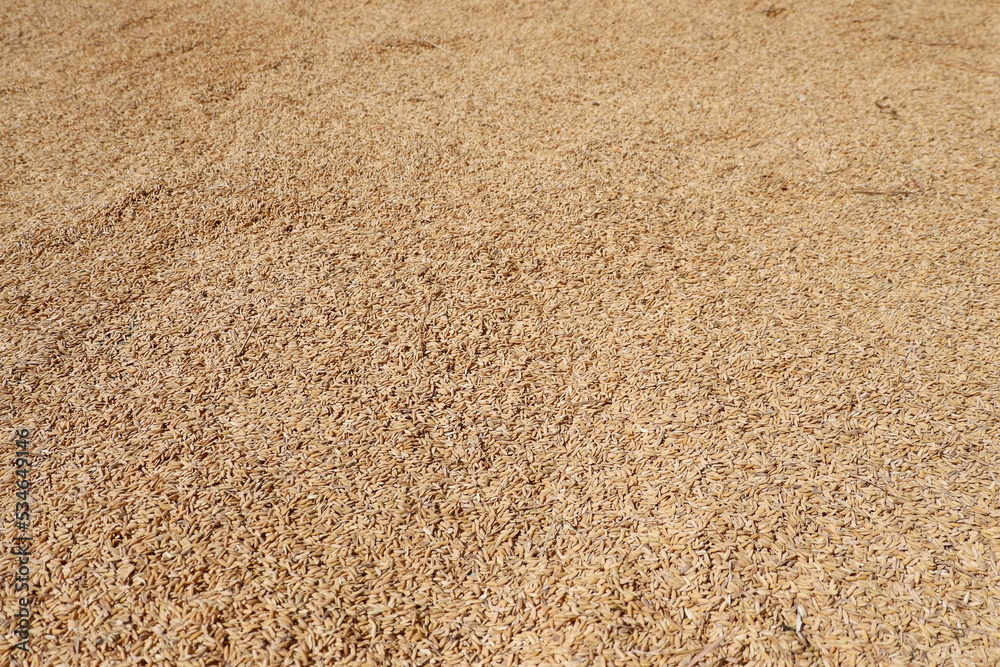 Rice grains being dried texture background.
texture of rice seeds being dried background Rice grains being dried texture background.
texture of rice seeds being dried background