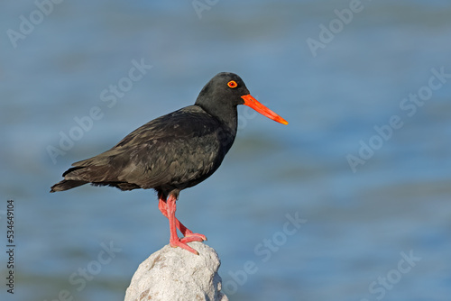 Φωτογραφία A rare African black oystercatcher (Haematopus moquini) on a coastal rock, South Africa
