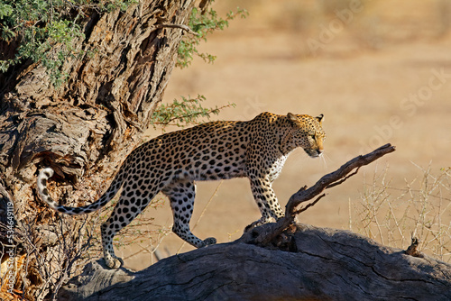 A leopard (Panthera pardus) in a tree, Kalahari desert, South Africa.