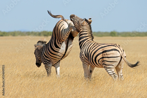 Two plains zebra stallions (Equus burchelli) fighting and kicking, Etosha National Park, Namibia.