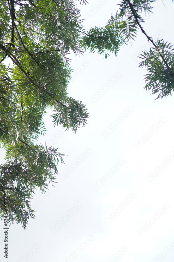 Green leaves and branches on white used as background and wallpaper Green leaves and branches on white used as background and wallpaper