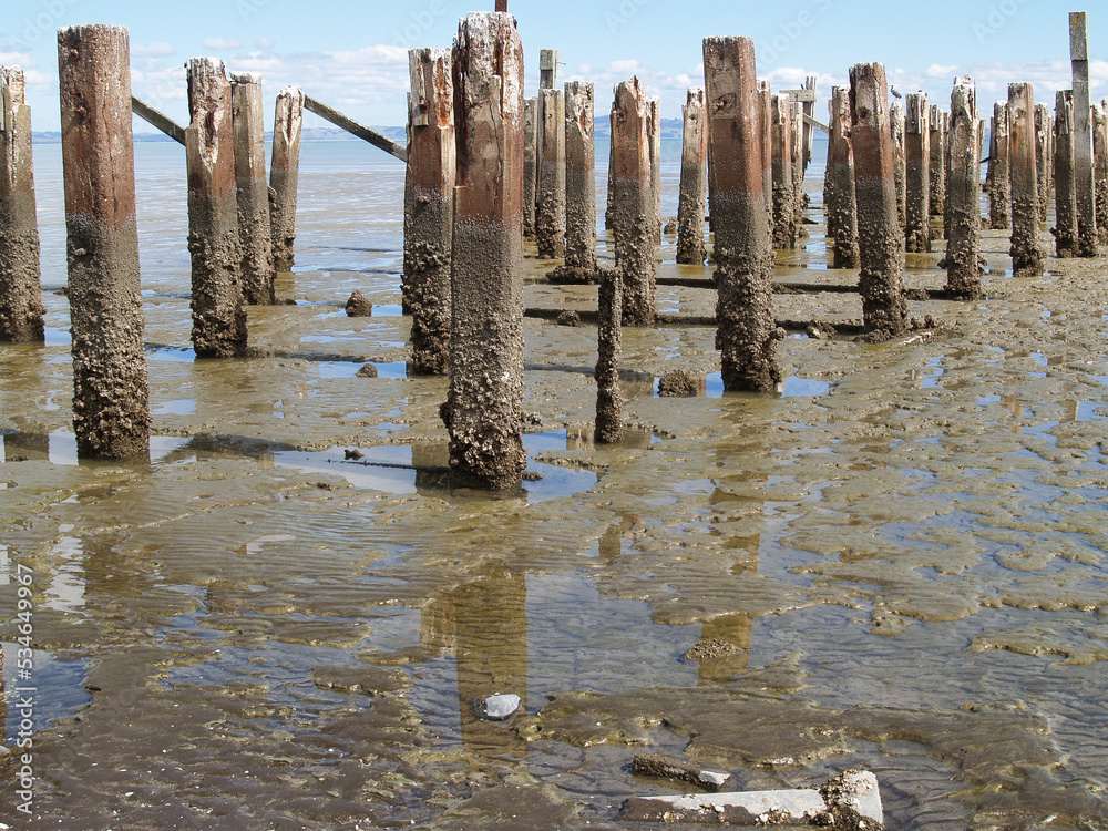 Old jetty posts in shallow muddy harbour Old jetty posts in shallow muddy harbour