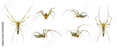 Group of Decorative Big-jawed Spider(Leucauge decorate) isolated on white background. Animals. Insects.