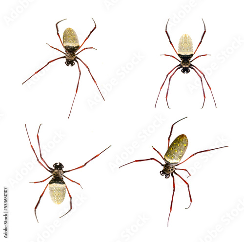 Group of batik golden web spider (Nephila antipodiana) on white background. Insect. Animals. © yod67