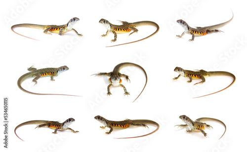 Group of butterfly agama lizard (Leiolepis Cuvier) isolated on a white background. Reptile. Animals.