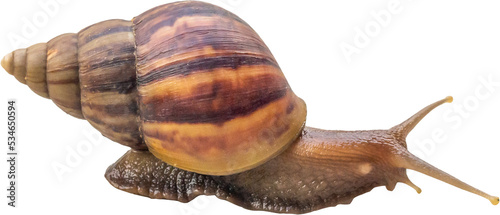 big helix snail isolated on white background