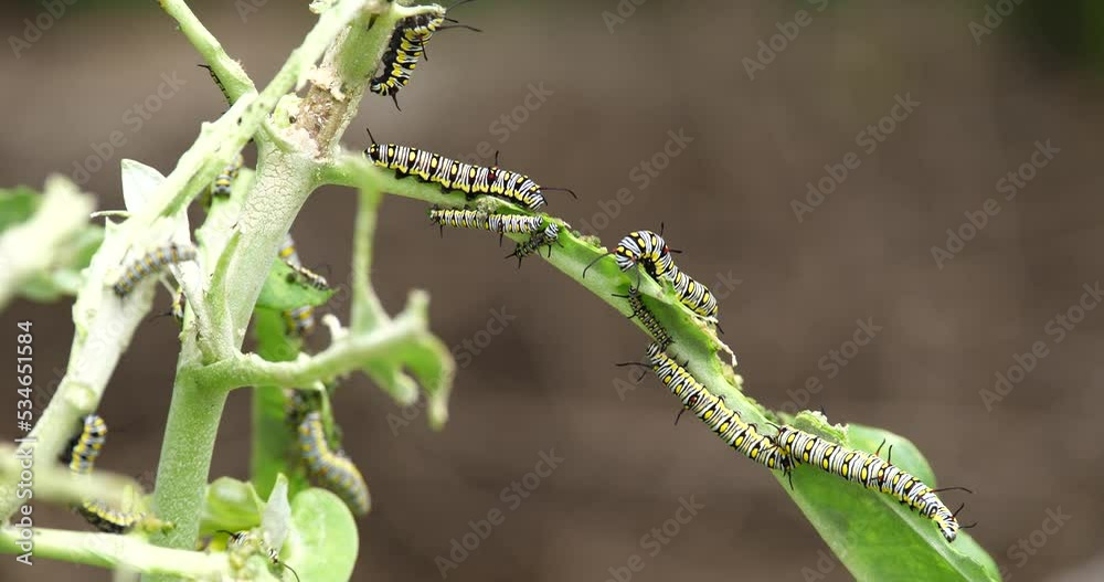 Insect pests concept,leaves of vegetables covered with worms, or insects, Insect pests concept,leaves of vegetables covered with worms, or insects,