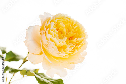 single rose in the vase