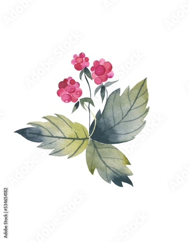 Set of watercolor berries: cherry, red currant and raspberry, leaves of mint and rosemary. Watercolor design elements isolated on white background.