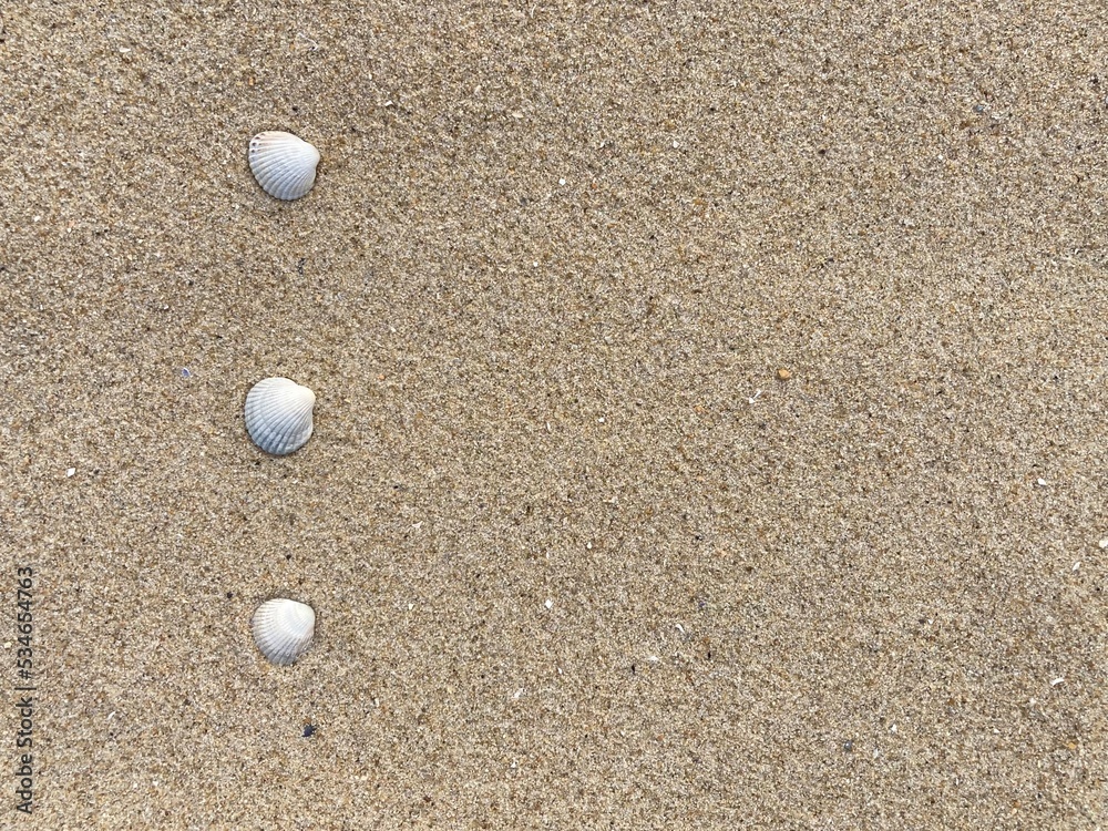Seashells arranged as bullet points in sand on beach Seashells arranged as bullet points in sand on beach