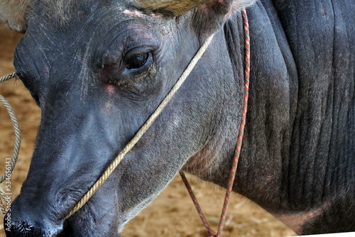 Buffalo is main animal of village life