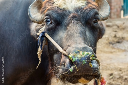 Buffalo is main animal of village life