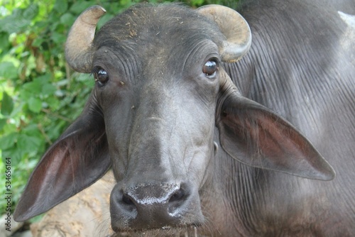 Buffalo is main animal of village life © ambreen