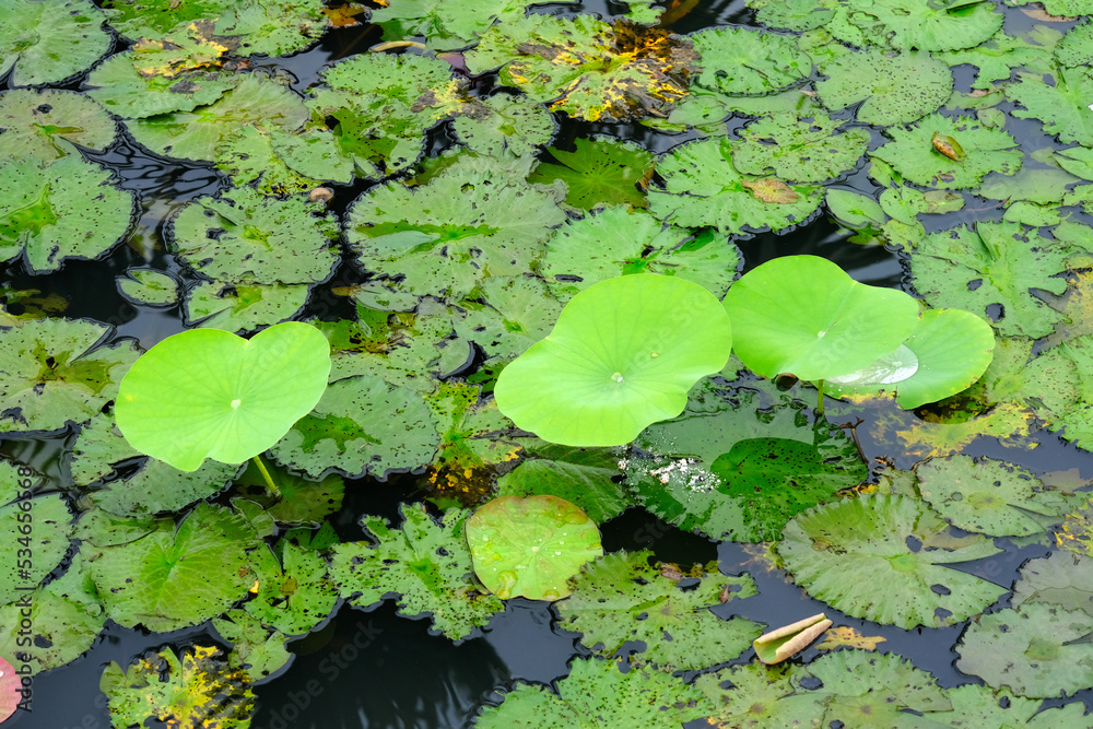 green water lily green water lily