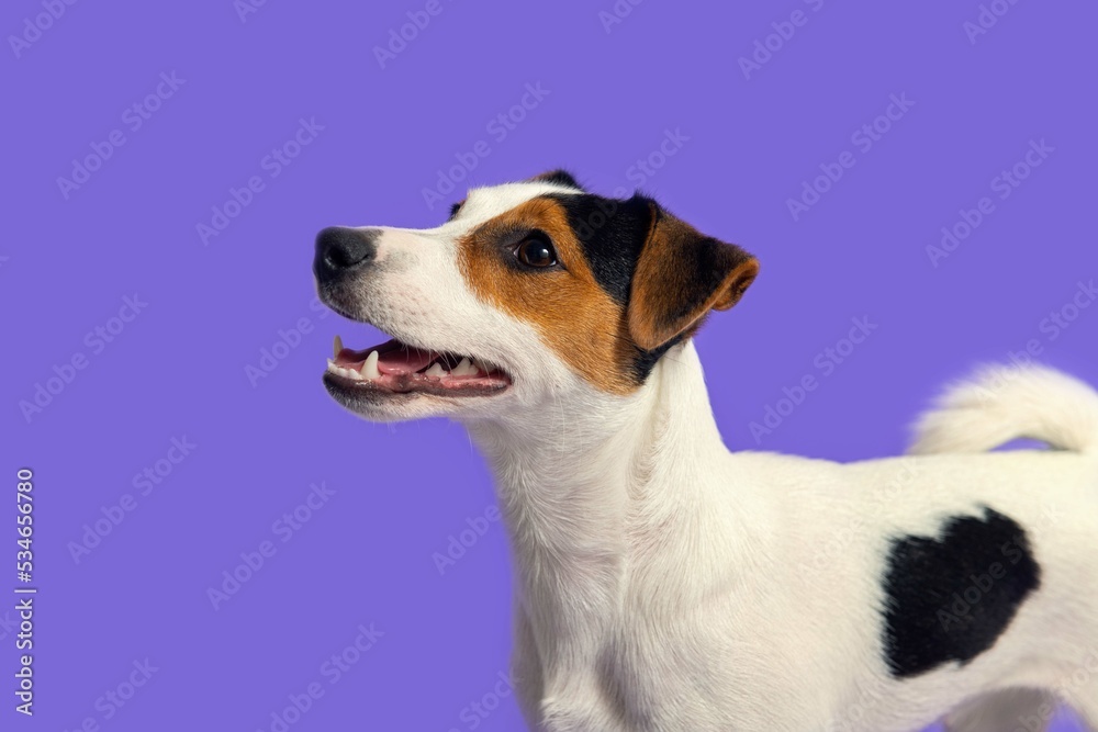 Close up portrait of a smiling
Dogs Jack Russell. A puppy with a playful look on a colored background looks to the side. Lilac background. Pets concept. Free field for text. Close up portrait of a smiling
Dogs Jack Russell. A puppy with a playful look on a colored background looks to the side. Lilac background. Pets concept. Free field for text.