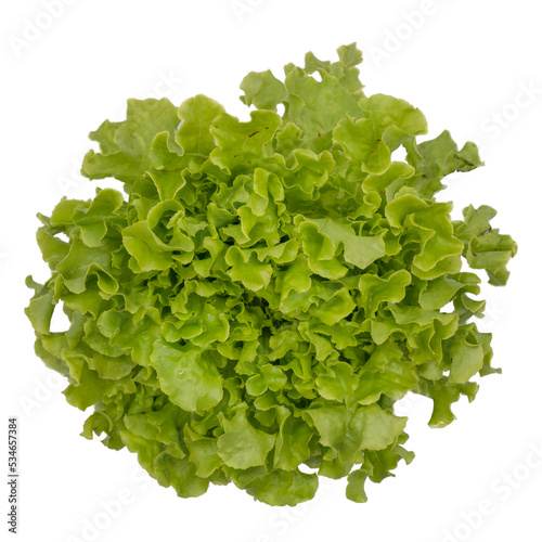Fresh organic green oak lettuce with some water drop on white background and clipping path.