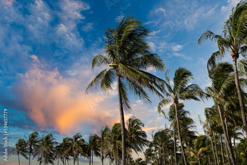 Palm trees on the beach in the early morning.