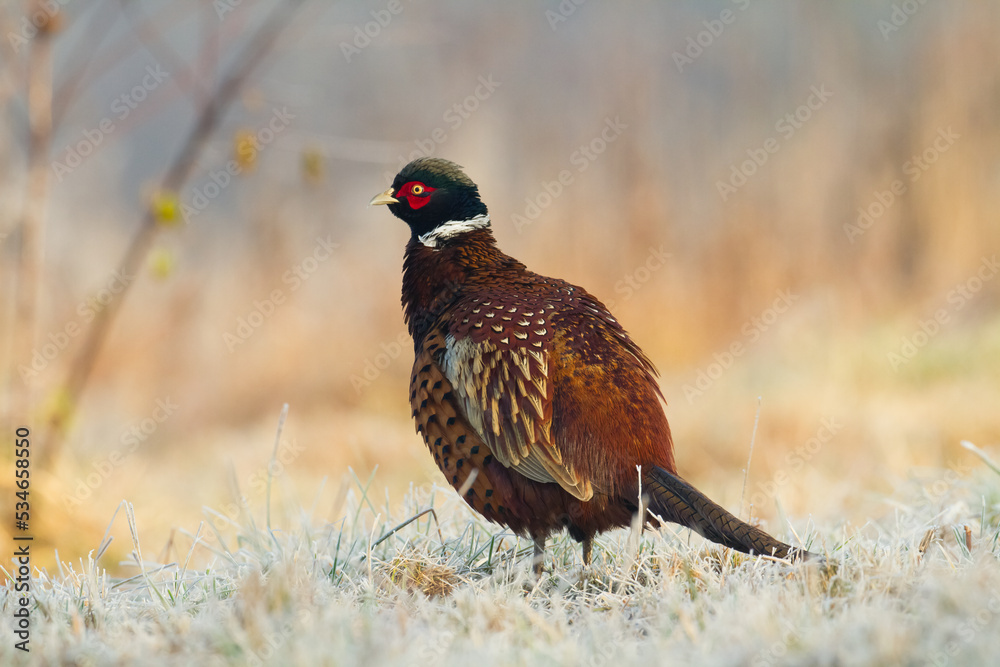 Obraz premium Common pheasant Phasianus colchius Ring-necked pheasant in natural habitat, blue background, grassland