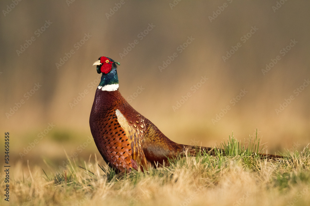 Fototapeta premium Common pheasant Phasianus colchius Ring-necked pheasant in natural habitat, blue background, grassland