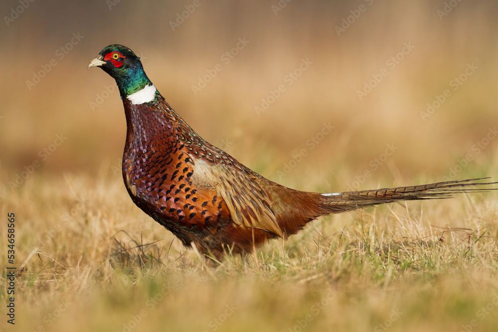 custom made wallpaper toronto digitalCommon pheasant Phasianus colchius Ring-necked pheasant in natural habitat, blue background, grassland