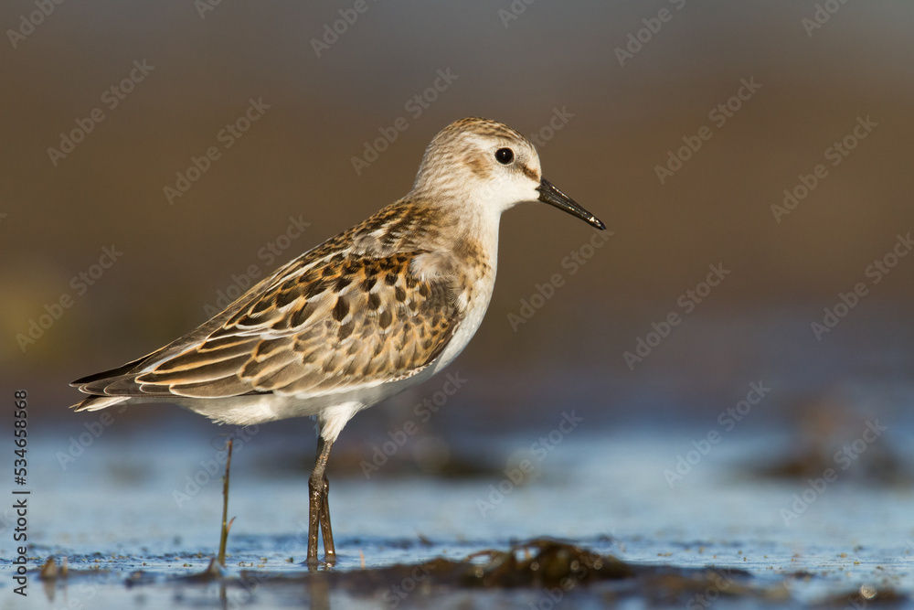 Bird Calidris minuta Little Stint small migratory bird Poland Europe Bird Calidris minuta Little Stint small migratory bird Poland Europe
