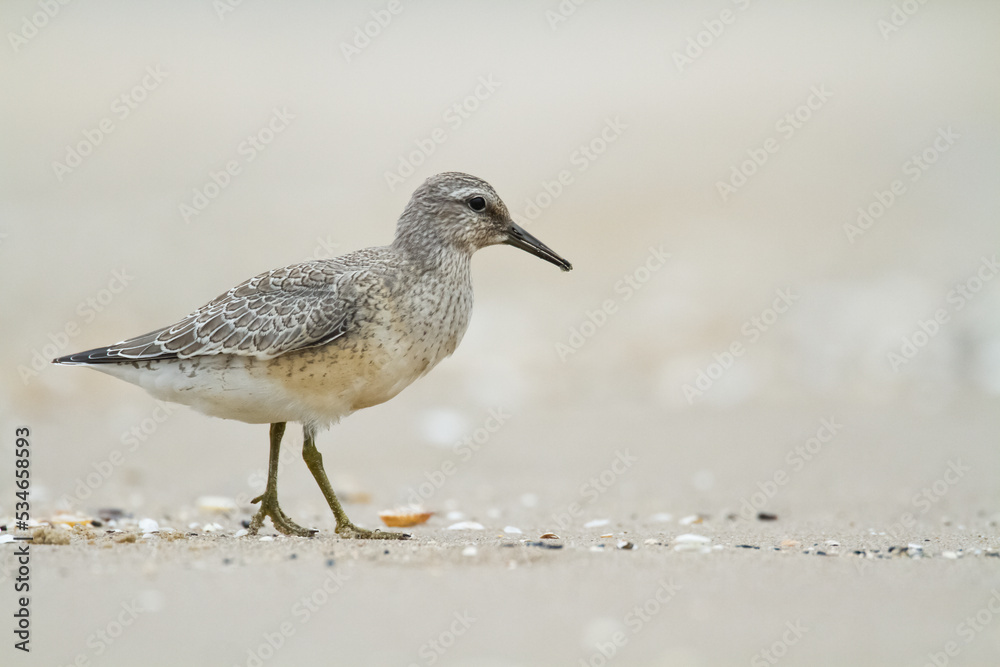 Shorebird - juvenile Calidris canutus, Red Knot on the Baltic Sea shore, migratory bird Poland Europe Shorebird - juvenile Calidris canutus, Red Knot on the Baltic Sea shore, migratory bird Poland Europe