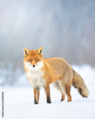 Fox Vulpes vulpes in winter scenery, Poland Europe, animal walking among snow in amazing warm light	