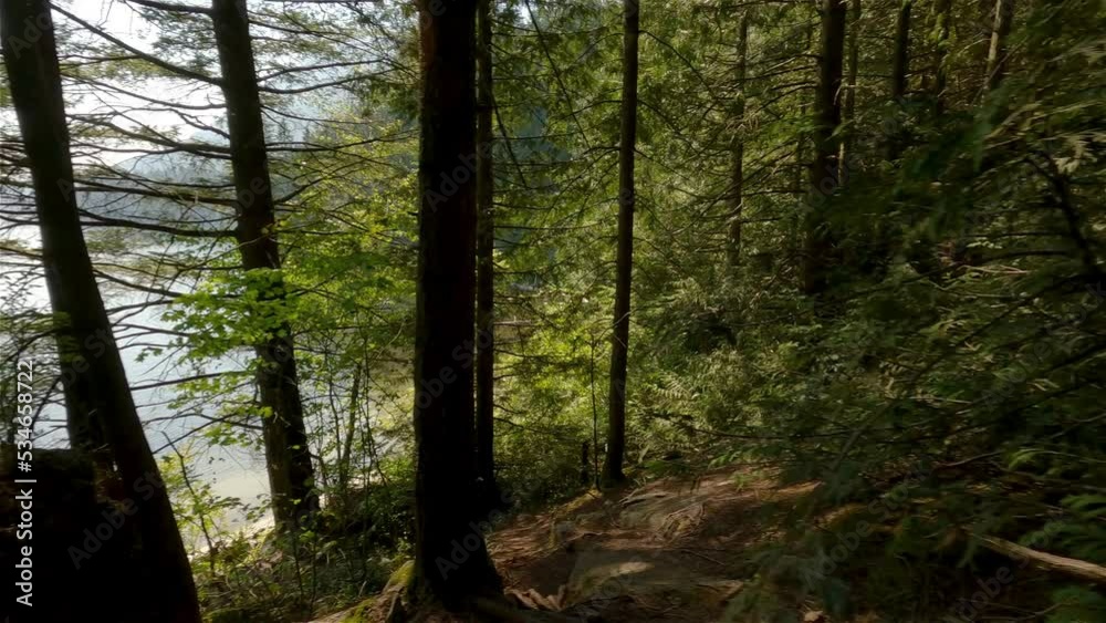 Hiking path around Green Vibrant Trees in the Rainforest during sunny summer day. Canadian Nature. Sasquatch Provincial Park, near Harrison Hot Springs, British Columbia, Canada. Hiking path around Green Vibrant Trees in the Rainforest during sunny summer day. Canadian Nature. Sasquatch Provincial Park, near Harrison Hot Springs, British Columbia, Canada.