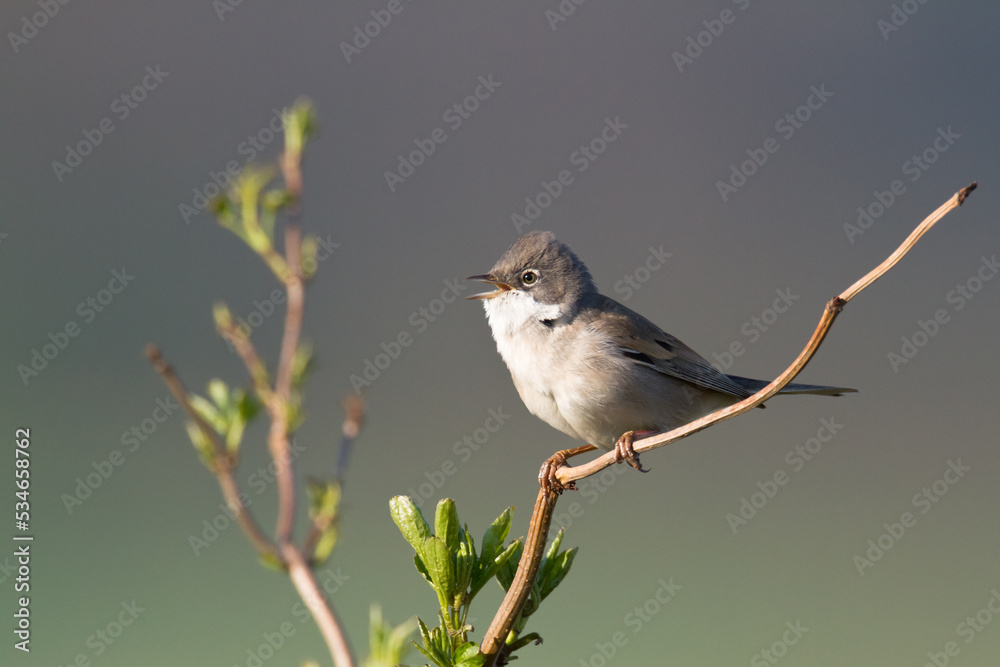 Fototapeta premium Bird Whitethroat Sylvia communis male Poland, Europe