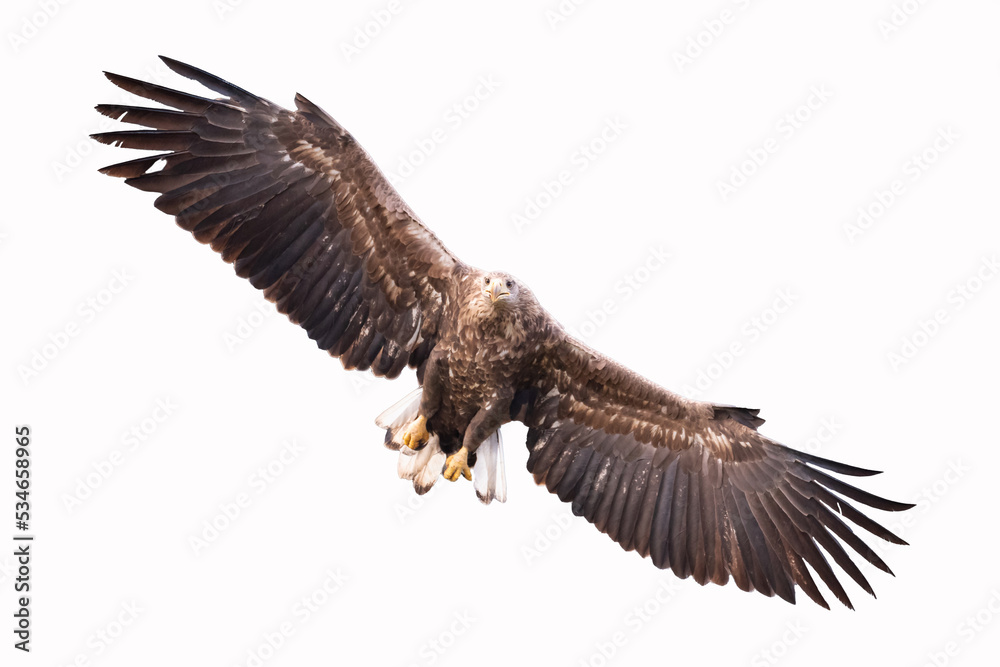 Birds of prey White tailed eagle haliaeetus albicilla isolated on white background flying bird Birds of prey White tailed eagle haliaeetus albicilla isolated on white background flying bird