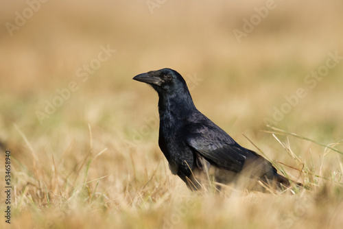 Bird Rook corvus frugilegus landing, black bird in autumn time, Poland Europe
